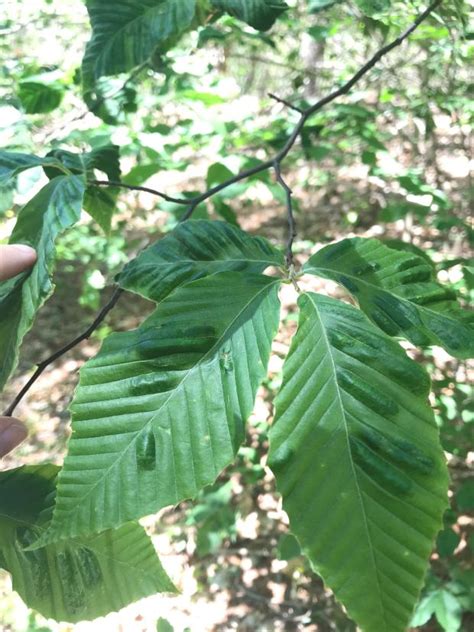 Beech Leaf Disease In Massachusetts