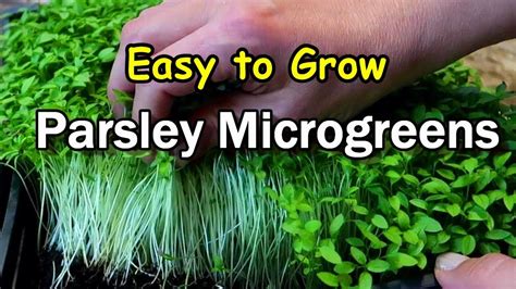 Parsley Microgreens How To Grow Microgreens Indoors Quickly And Easily