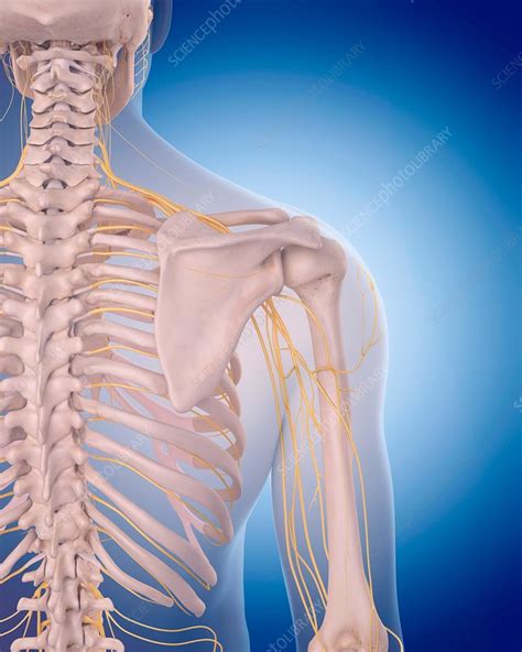Shoulder Nerves Stock Image F0162124 Science Photo Library