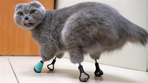Cat With 4 Frostbitten Paws Gets New Feet Made Of Titanium Live Science