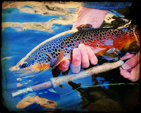 Fall Color Gunnison River Trout Art Fly Fishing Photography Fly