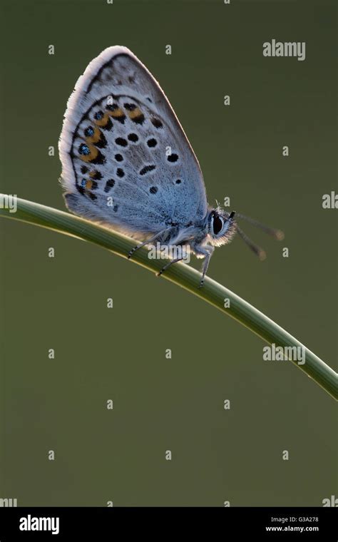 Silver Studded Blue Butterfly Plebejus Argus Male On Stem Green