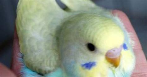Rainbow Baby Budgies Crestbred Parakeets Pinterest