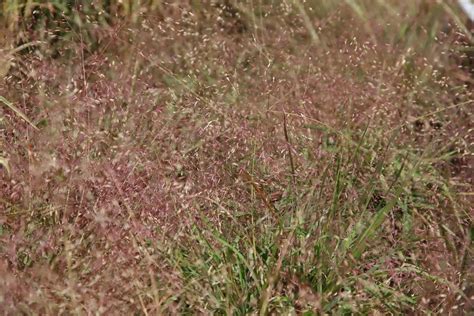 Purple Love Grass Eragrostis Spectabilis Growing Guides