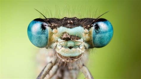 The Insect Head Guide To The Antennae Eyes And Mouthparts