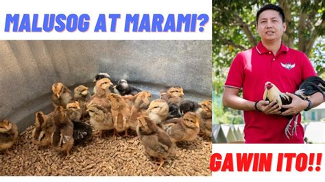 Breeding Tips Paano Magparami Ng Malulusog Na Sisiw Sa Off Season