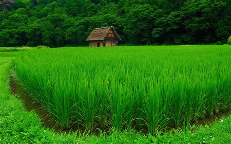 Wallpaper Green Summer Beautiful Flower Grassland Plant Pasture