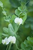 Garden Pea (pisum Sativum) Plant In Flower Photograph by Maria Mosolova ...