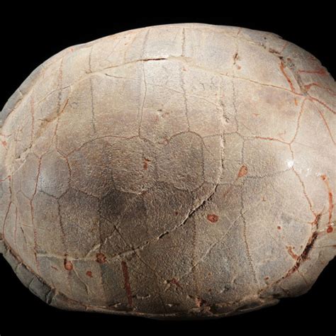 Turtles Stylemys Testudo Prehistoric Online