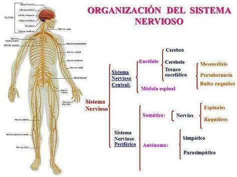 Sistema Nervioso Y Reproductor Mind Map
