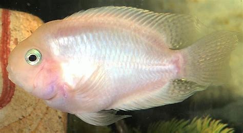 My Male Pink Convict X Parrot Cichlid Named Peanut Cichlid