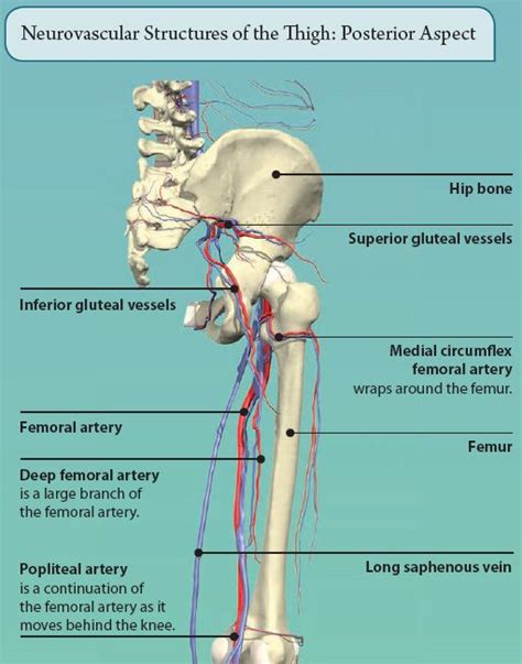 Dorsal ilium, dorsal sacrum, sacrotuber… it tract band and gluteal tuberosity of… 8: THE LOWER LIMB | Basicmedical Key