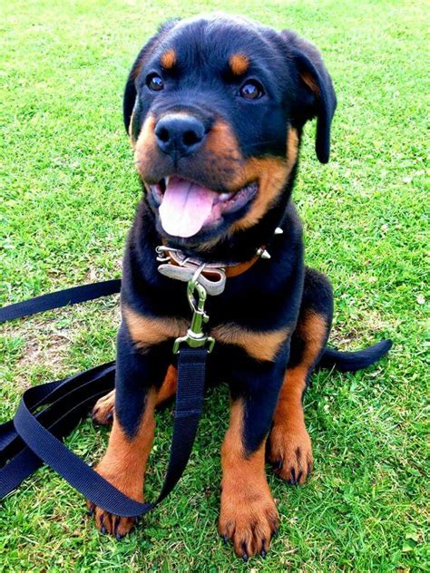 Rottweiler German Rottweiler Rottweiler Lovers German Dogs