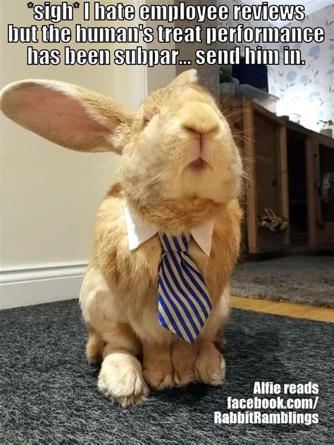Rabbit Ramblings Funny Bunny Monday Meme Day