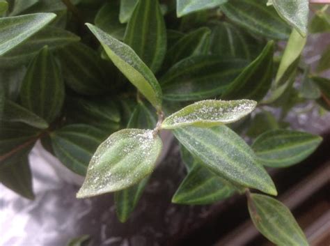 Peperomias like a light but rich mix which drains well. Himalaya peperomia angulata
