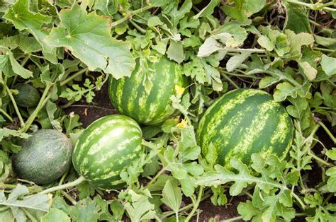 Square Foot Gardening Watermelon Garden Plant