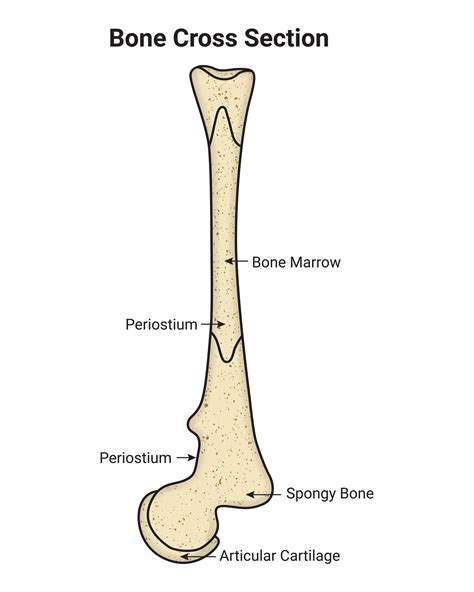 Bone Cross Section Science Design Vector Illustration Diagram 35226250