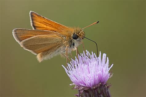 Butterfly Pictures Small Skipper Thymelicus Sylvestris