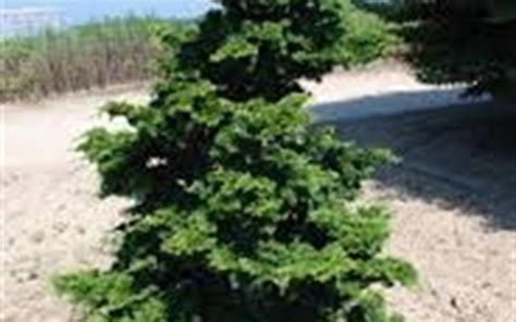 Wells Special Hinoki False Cypress 1 Gallon Tree Coniferous