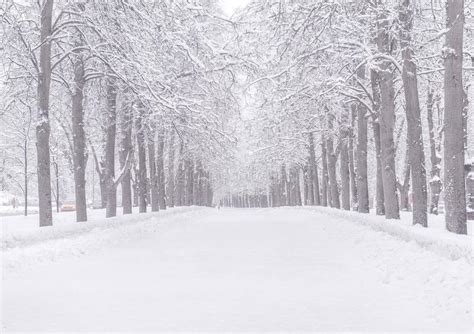 Winter Snowy Road Alley Snowy Weather In The Park Stock Image Image