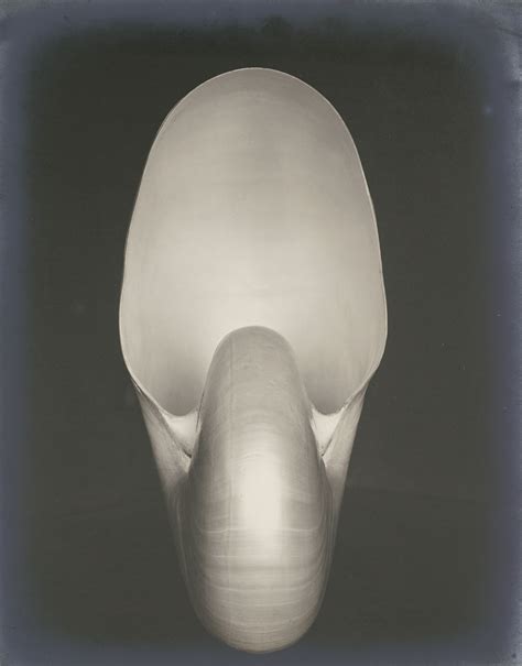 Edward Weston 1886 1958 Shell Nautilus Christies