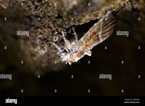 Entomopathogenic Fungus Akanthomyces Tuberculatus Growing On A Moth
