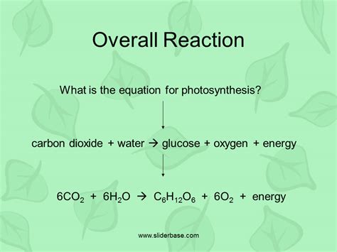 Photosynthesis is a series of reactions that form glucose and other carbohydrates. Photosynthesis & Chloroplasts - Presentation Plants ...