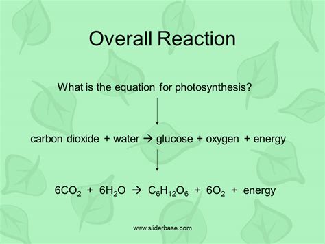 Answered by jill d on 16 jul 12:15. Photosynthesis & Chloroplasts - Presentation Plants ...
