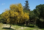 10 árboles de hojas perenne para el jardín | Jardineria On