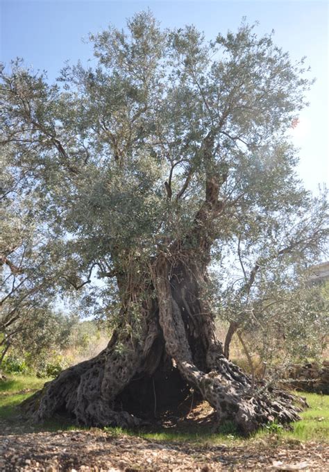 The Sisters Olive Trees Of Noah The Last Sentinels Of The North