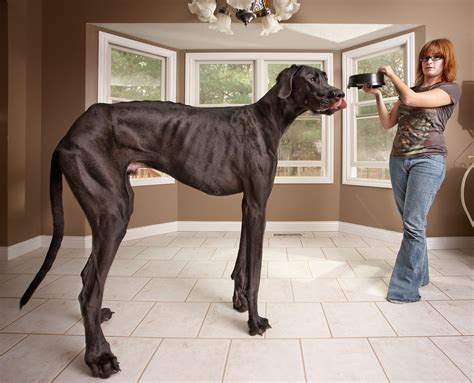 Zeus The Great Dane The Worlds Tallest Dog Hello Danes