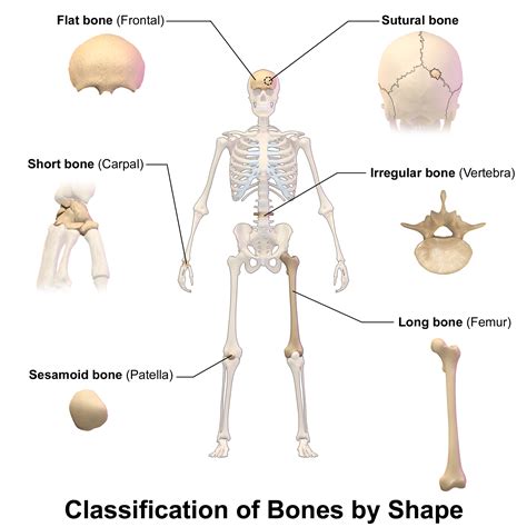 Bone tissue forms the bulk of each bone and consists of both living cells and a nonliving. File:Blausen 0229 ClassificationofBones.png - Wikimedia Commons