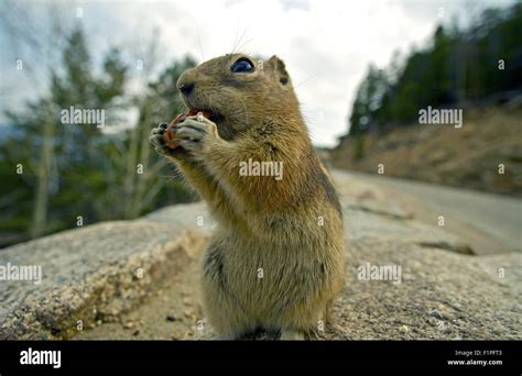 Chipmunk Lunch Funny Chipmunk Eating Nut Colorado Usa Chipmunks