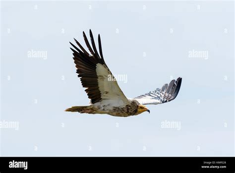 Ein Wilder Junge ägyptische Geier Fliegt Frei Diese Arten Der Klügsten Geier Der Welt Sie