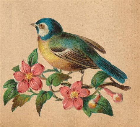 Vel P C Vintage Bird Illustration Vintage Birds Bird Illustration