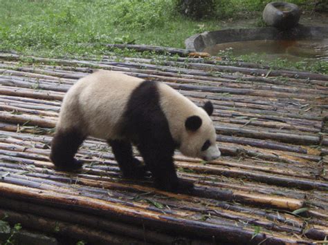 Identifying Giant Pandas