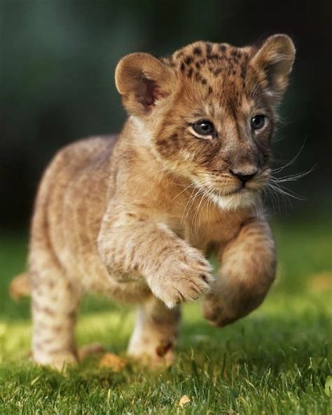 Majestic Animals Animals Beautiful Animals Images Cute Animals Lion