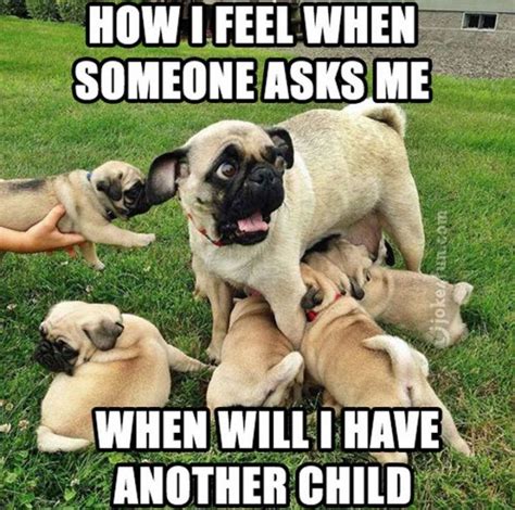 101 Lovable Pug Memes That Are Too Puggin Cute Pug Memes Pugs Funny Cute Pugs