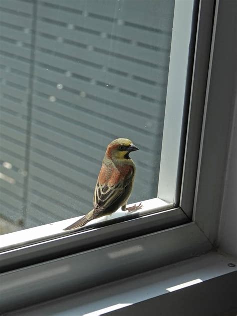 5 Ways To Prevent Birds From Hitting Windows