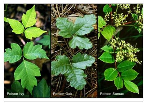 Poison Ivy Vines Identification