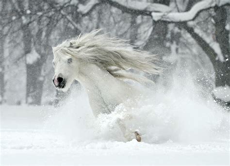 Katarzyna Okrzesik Horses In Snow Cute Horses Horse Love Wild Horses
