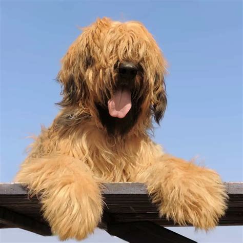 Complete Guide To The Briard Grooming Health Personality And More