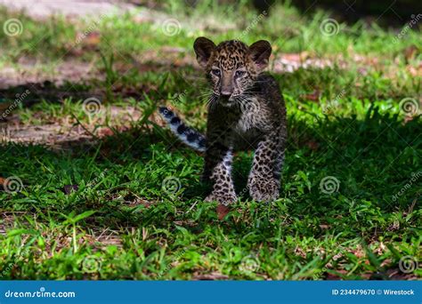 Indochinese Leopard Panthera Pardus Thailand Delacouri Stock Photo