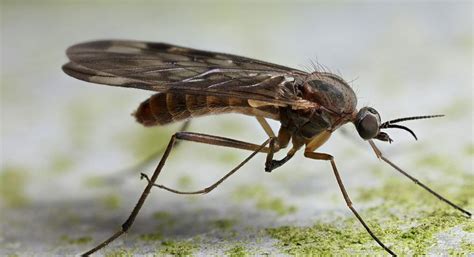 24 Interesting And Bizarre Facts About Gnats Tons Of Facts