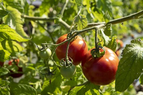 Tomato Lovers Grow The Best By Recognizing And Solving Common Problems