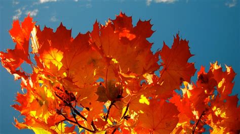 Autumn Blaze Maple This Poor Tree Just Got Axed Because Of Wilt So