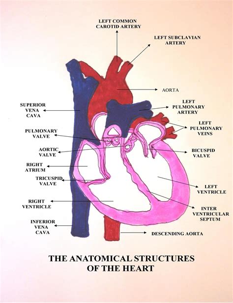 Medical Terminology