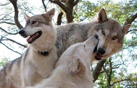 ¿qué es la muerte por estrés sexual? Perro lobo