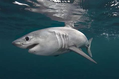 Are There Sharks Off The Devon Coast Three Species Known To Swim In