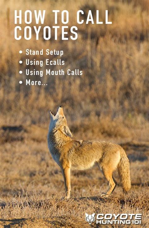 Coyote Calling Tips How To Call Coyotes Coyote Hunting Coyote